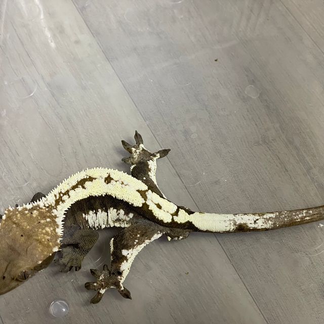 세이블