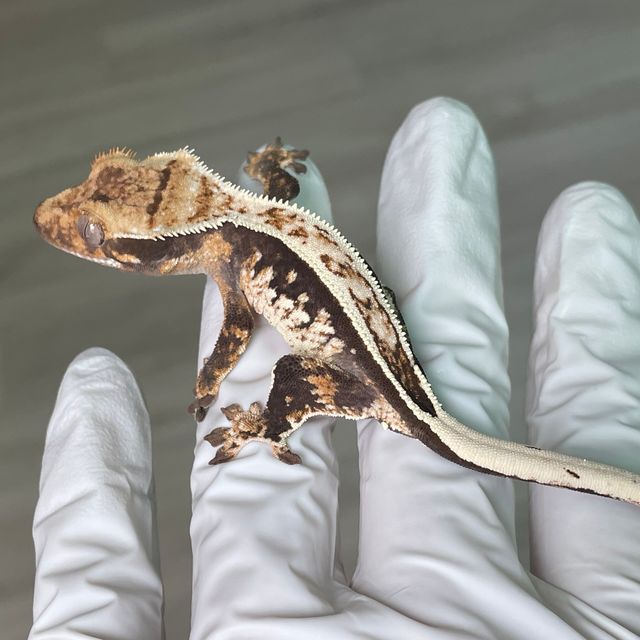 노멀 슈퍼스트라이프