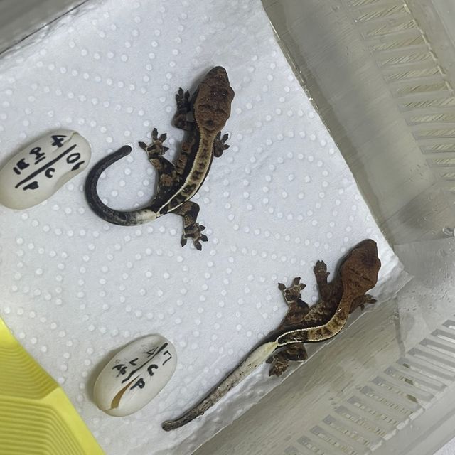 카푸치노 화이트핀