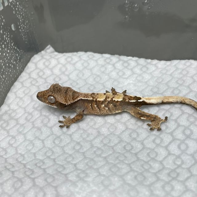 세이블