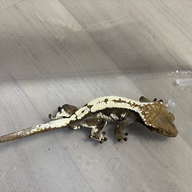 세이블