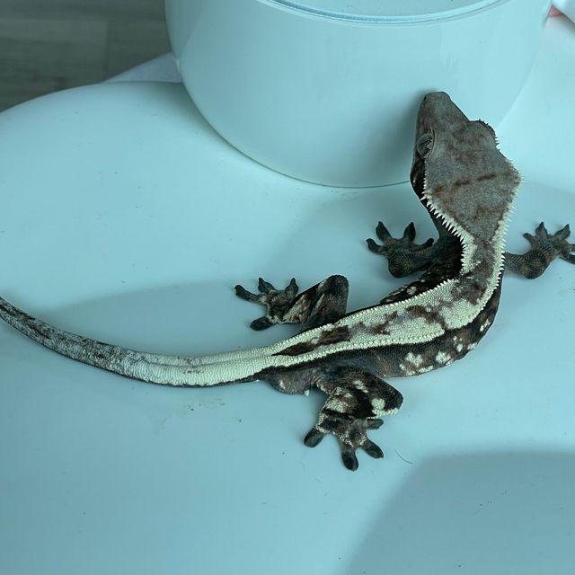 세이블
