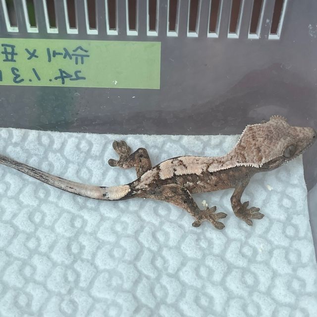세이블