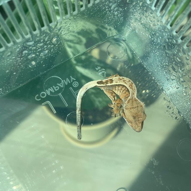 세이블