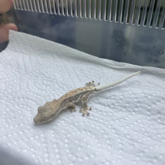 프라푸치노
