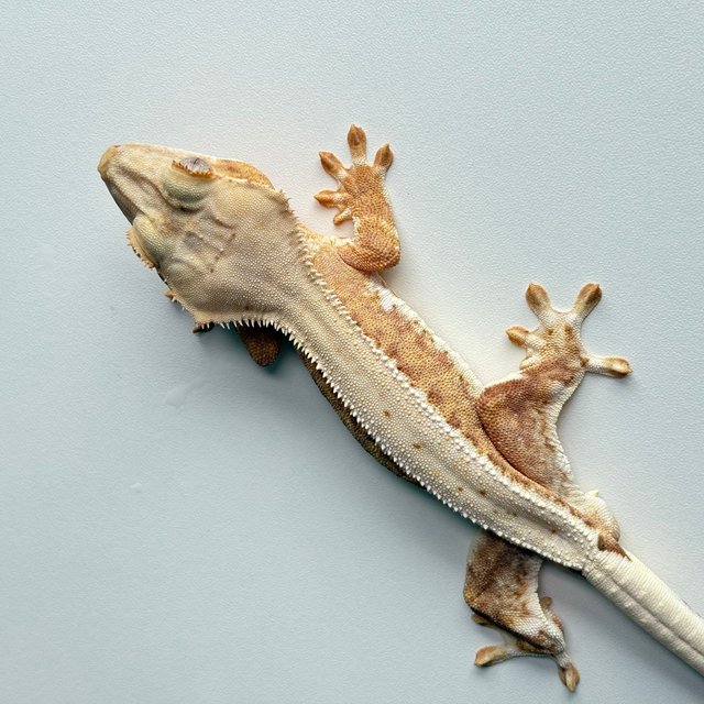 릴리100%헷아잔틱