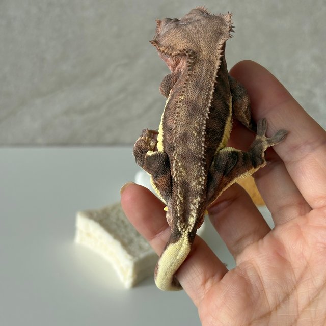 다크 팬텀 릴리화이트