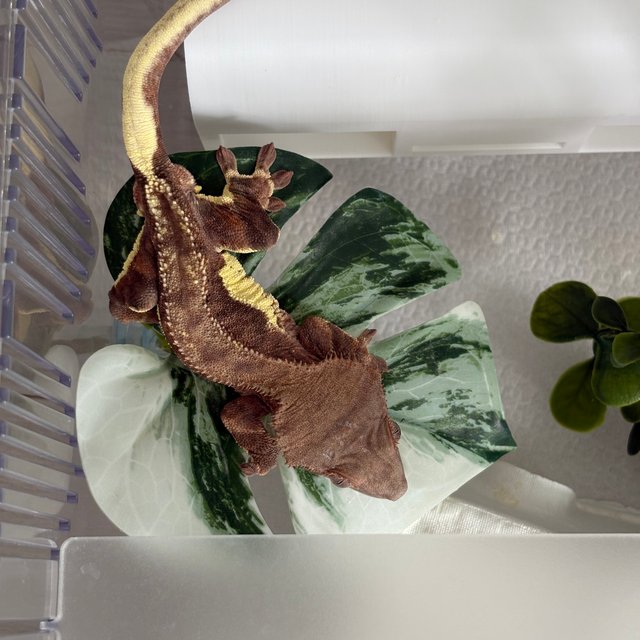 다크 팬텀 릴리화이트