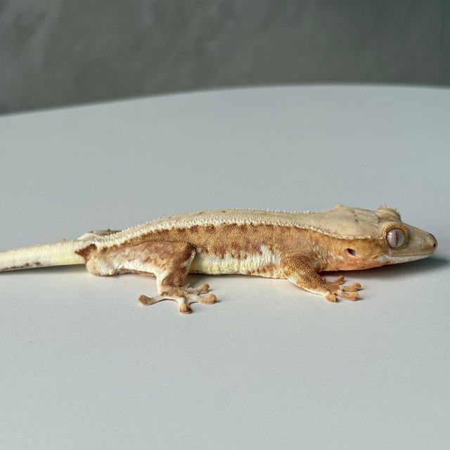 릴리100%헷아잔틱