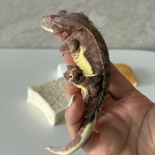 다크 팬텀 릴리화이트