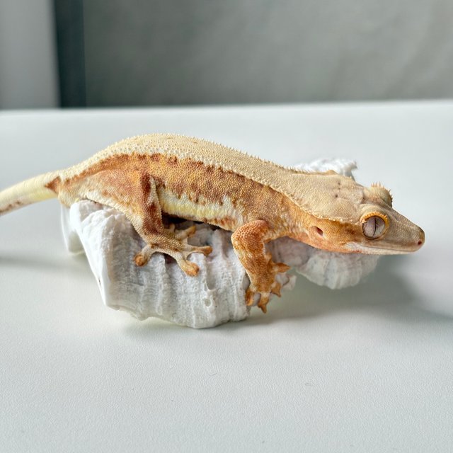 릴리100%헷아잔틱