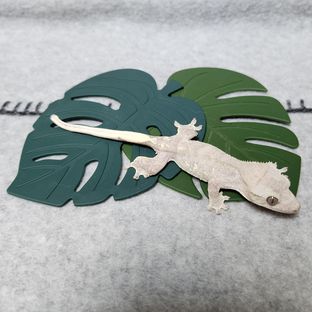 릴잔틱
