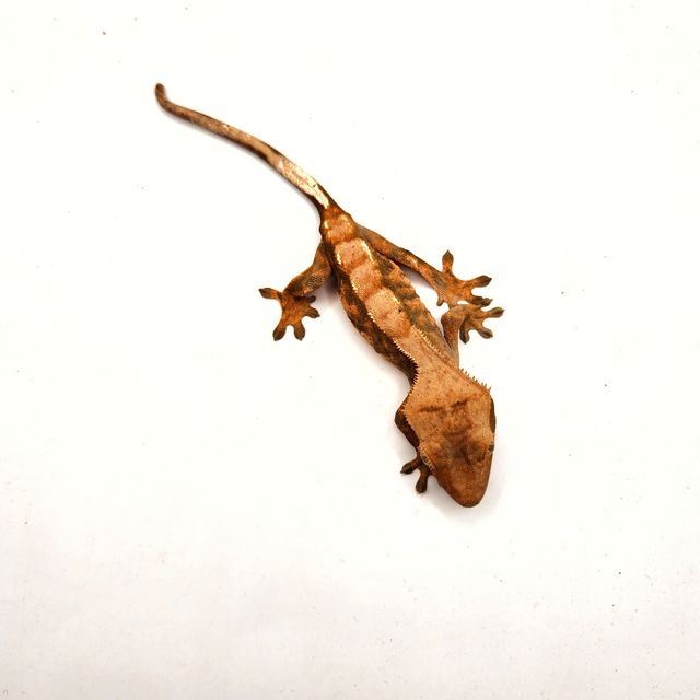 할로윈