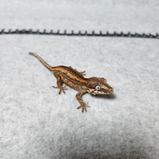 오렌지 스트라이프