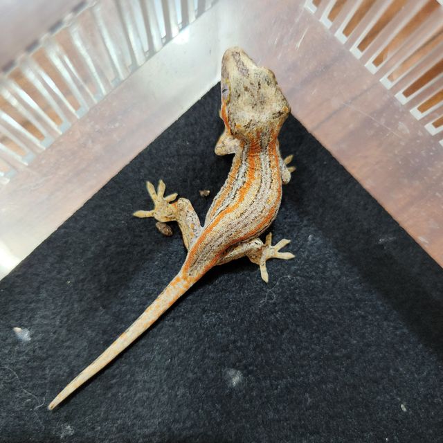 오렌지 스트라이프