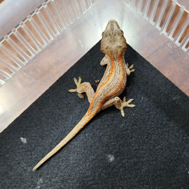 오렌지 스트라이프