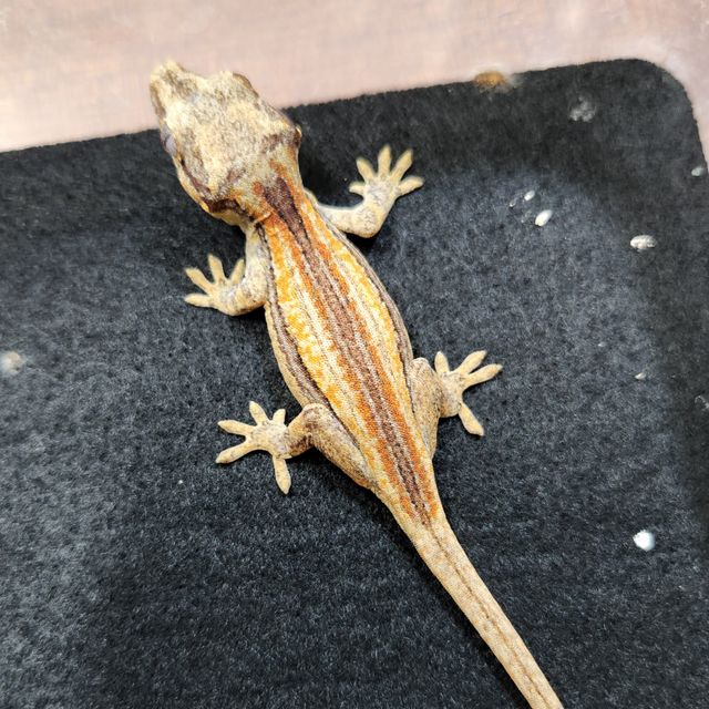 오렌지 스트라이프