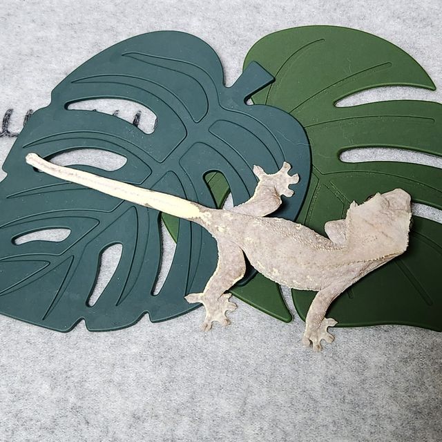 릴잔틱
