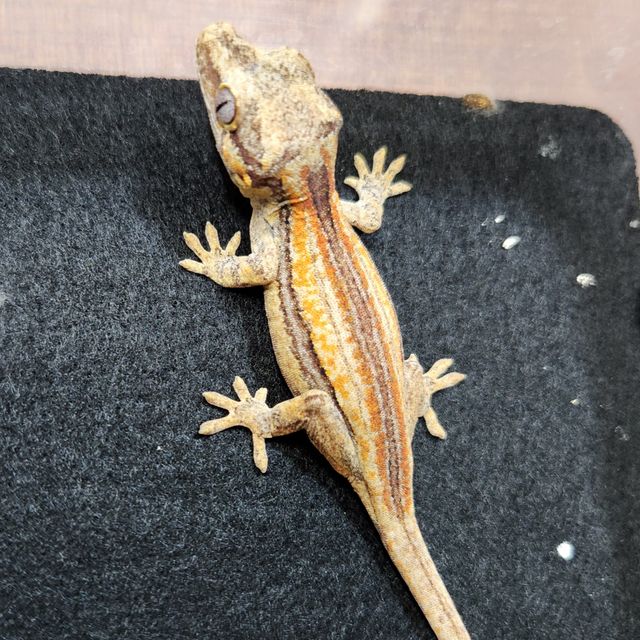 오렌지 스트라이프