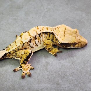 트라이 익스트림할리퀸 노멀 옐로우