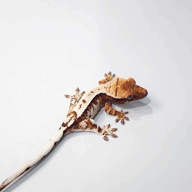 트라이 세이블 텐저린