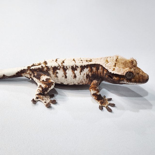 세이블 트라이 텐저린 드리피 화이트스팟 화이트크라운