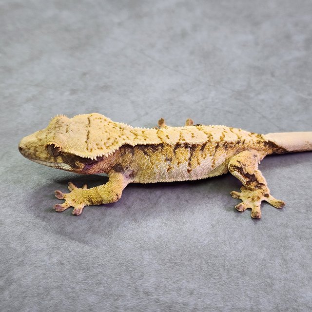 노멀 트라이 익스트림할리퀸 옐로우