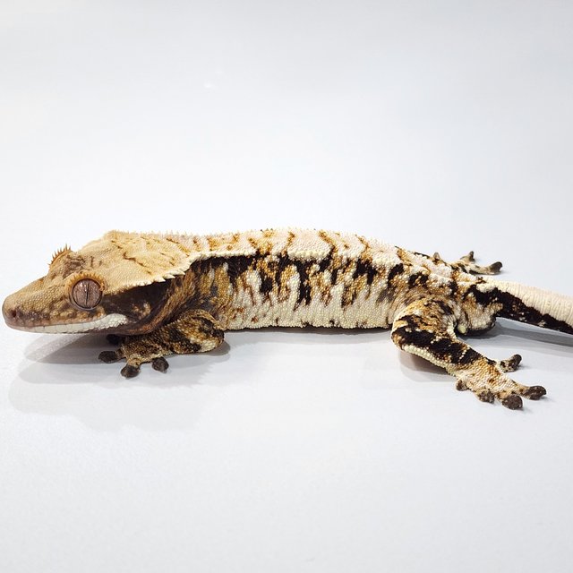 트라이 익스트림할리퀸 화이트스팟 텐저린