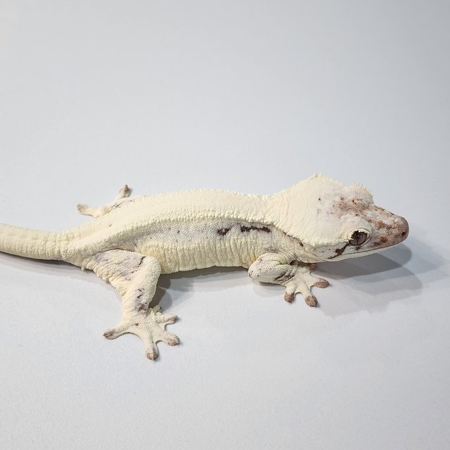 화이트 릴리 세이블