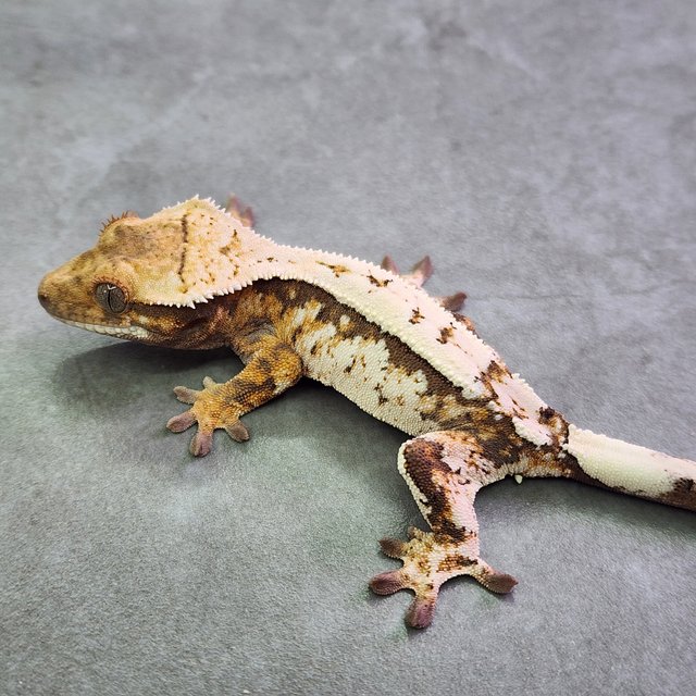 세이블 트라이 익스트림할리퀸 텐저린