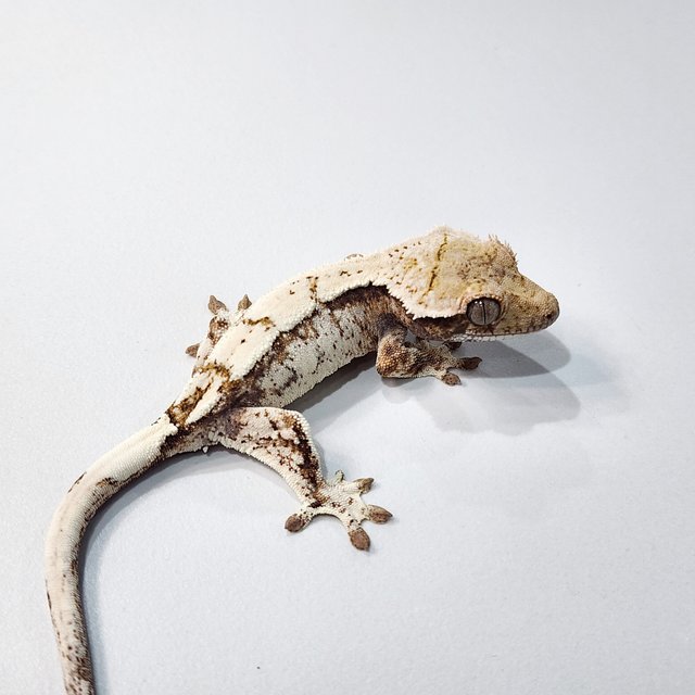 세이블 텐저린 트라이 화이트스팟