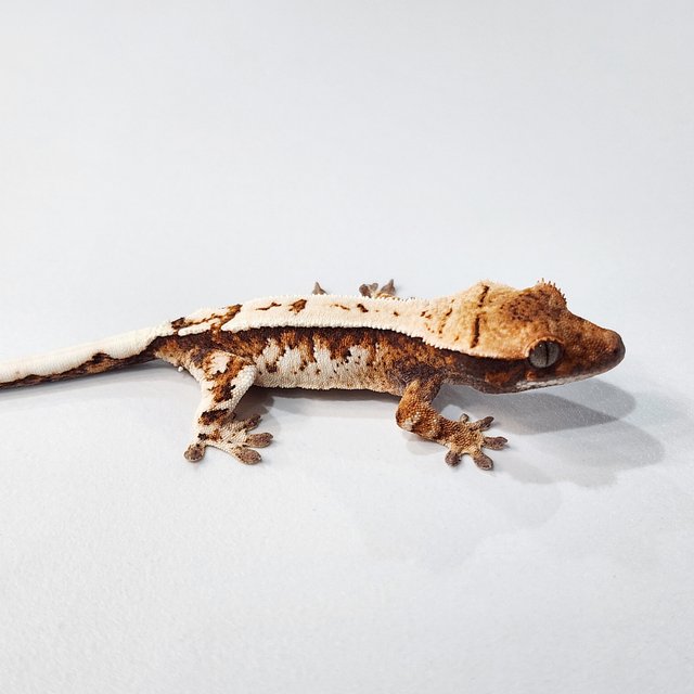 트라이 세이블 텐저린