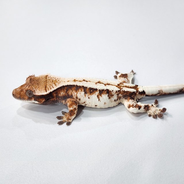 세이블 트라이 텐저린 화이트스팟 화이트크라운