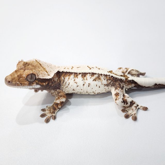 세이블 텐저린 화이트스팟 트라이 화이트크라운 화이트핀