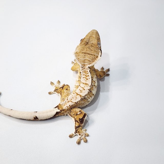 트라이 익스트림할리퀸 화이트크라운 화이트스팟 화이트포트홀 화이트핀