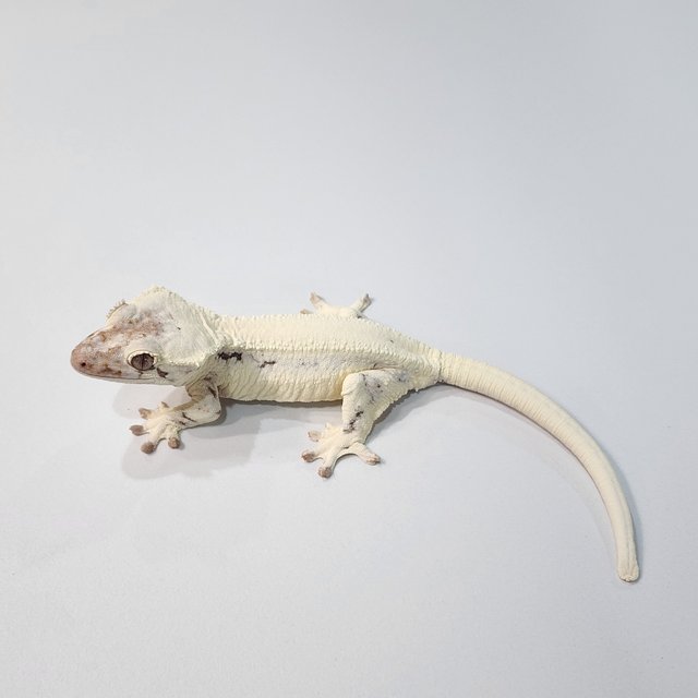 화이트 릴리 세이블