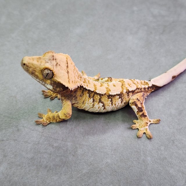 노멀 트라이 텐저린 익스트림할리퀸