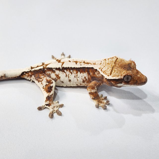 세이블 트라이 텐저린 화이트크라운 화이트스팟