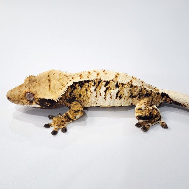 트라이 익스트림할리퀸