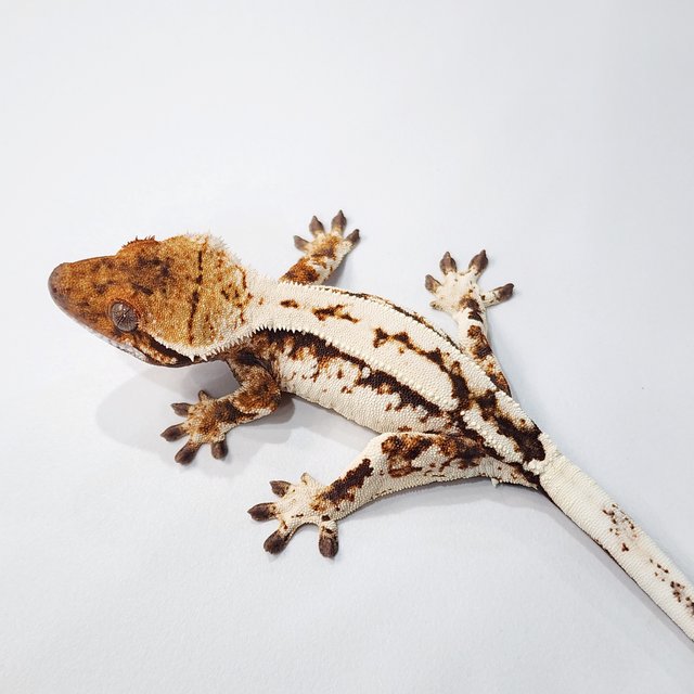 세이블 텐저린 화이트크라운 화이트스팟 트라이