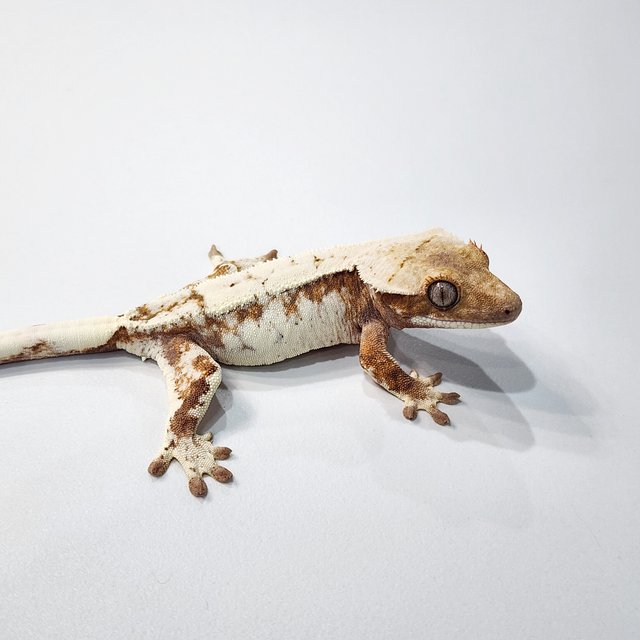 세이블 드리피 트라이 텐저린