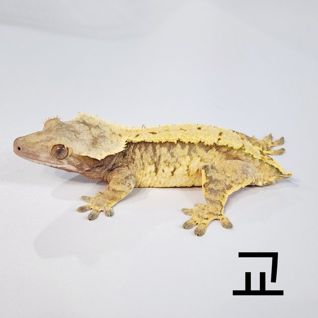 노멀 트라이 익스트림할리퀸