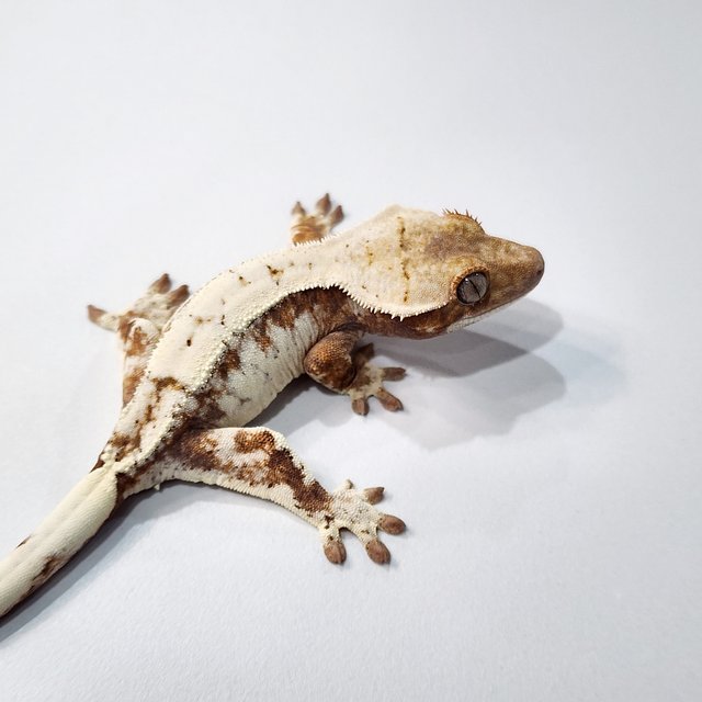 세이블 드리피 트라이 텐저린