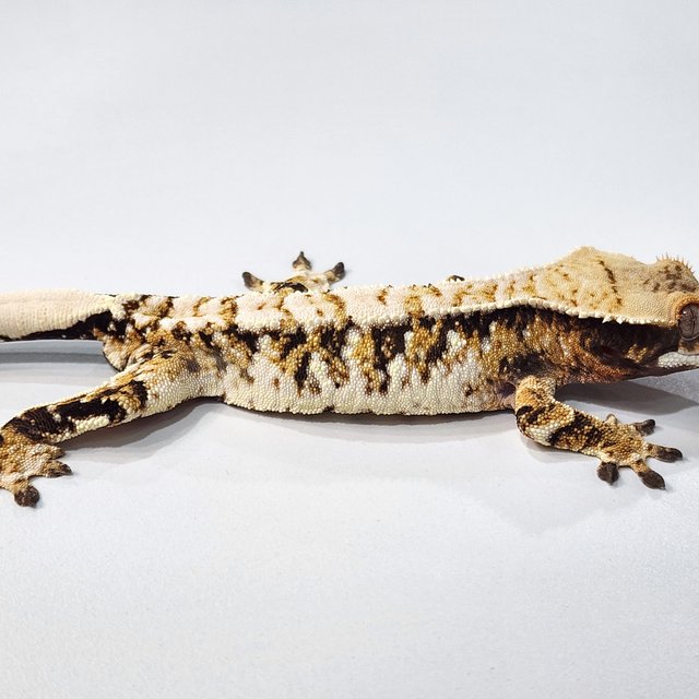 트라이 익스트림할리퀸 화이트스팟 텐저린