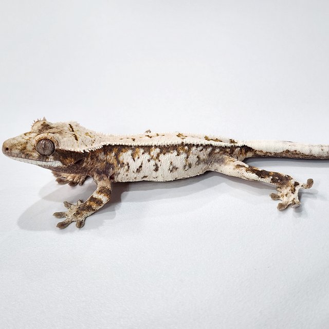 세이블 텐저린 화이트스팟 화이트크라운 트라이