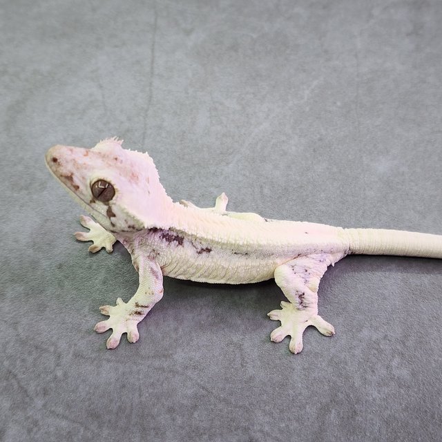 세이블 릴리화이트