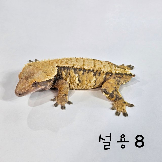 트라이 익스트림할리퀸 텐저린