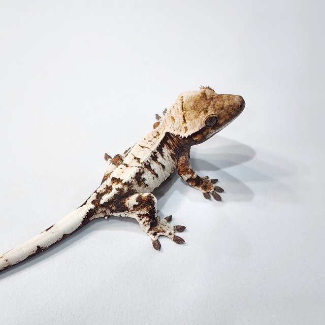 세이블 트라이 텐저린 드리피 화이트스팟 화이트크라운