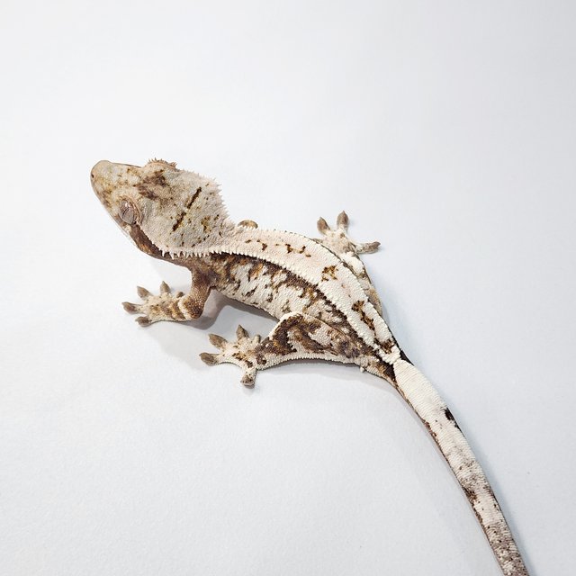 세이블 텐저린 화이트스팟 화이트크라운 트라이