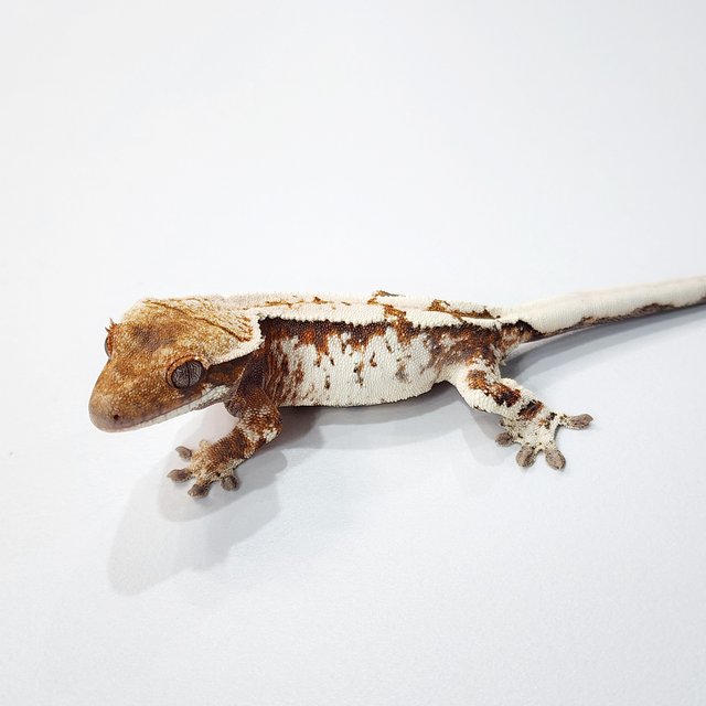 세이블 트라이 텐저린 화이트크라운 화이트스팟